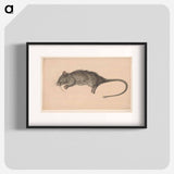 Dode rat - Jean Bernard Poster.