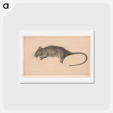 アートポストカード-Dode rat - ジャン ベルナール Postcard.