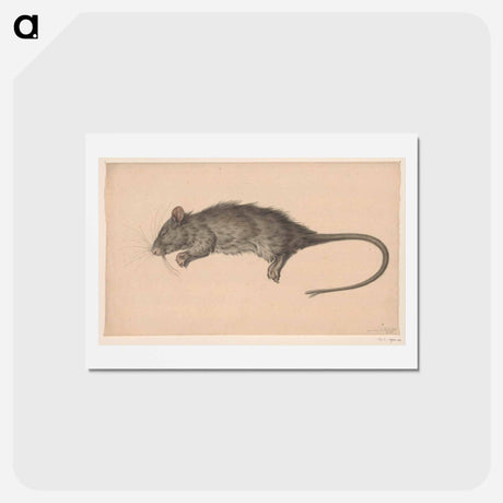 アートポストカード-Dode rat - ジャン ベルナール Postcard.