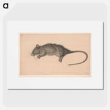 Dode rat - Jean Bernard Poster.