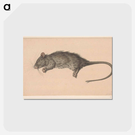 アートポストカード-Dode rat - ジャン ベルナール Postcard.