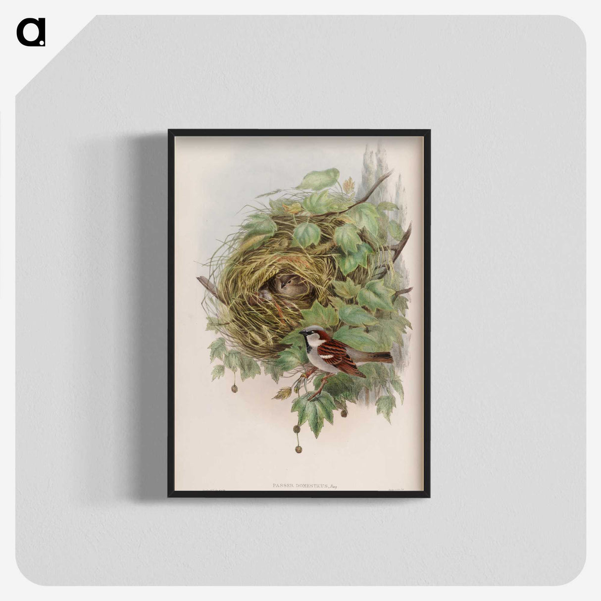 1-97_John-Gould_blk-crop