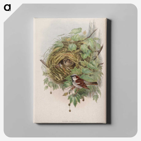1-97_John-Gould_canvas