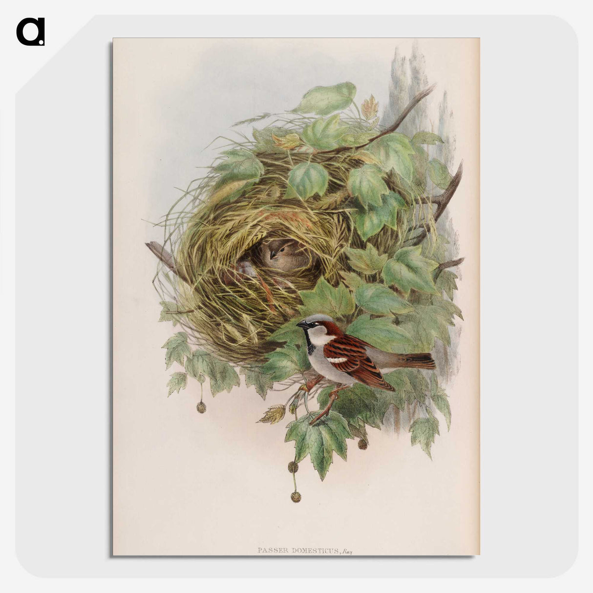 1-97_John-Gould_picture-crop