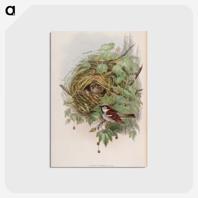 1-97_John-Gould_postcard