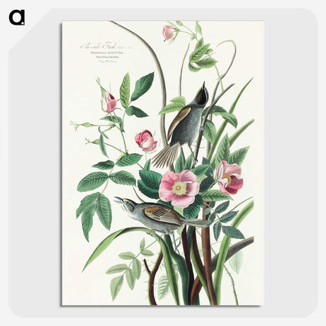 1-97_John-James-Audubon_picture-crop