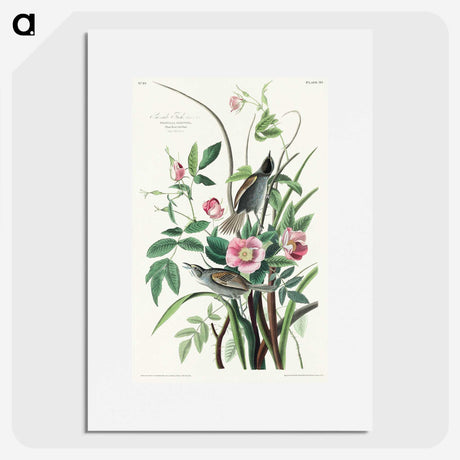 1-97_John-James-Audubon_picture