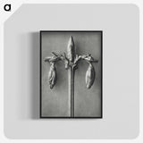 1-97_Karl-Blossfeldt_blk-crop
