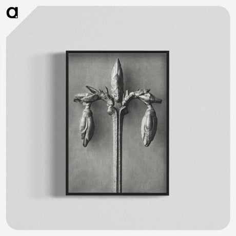 1-97_Karl-Blossfeldt_blk-crop