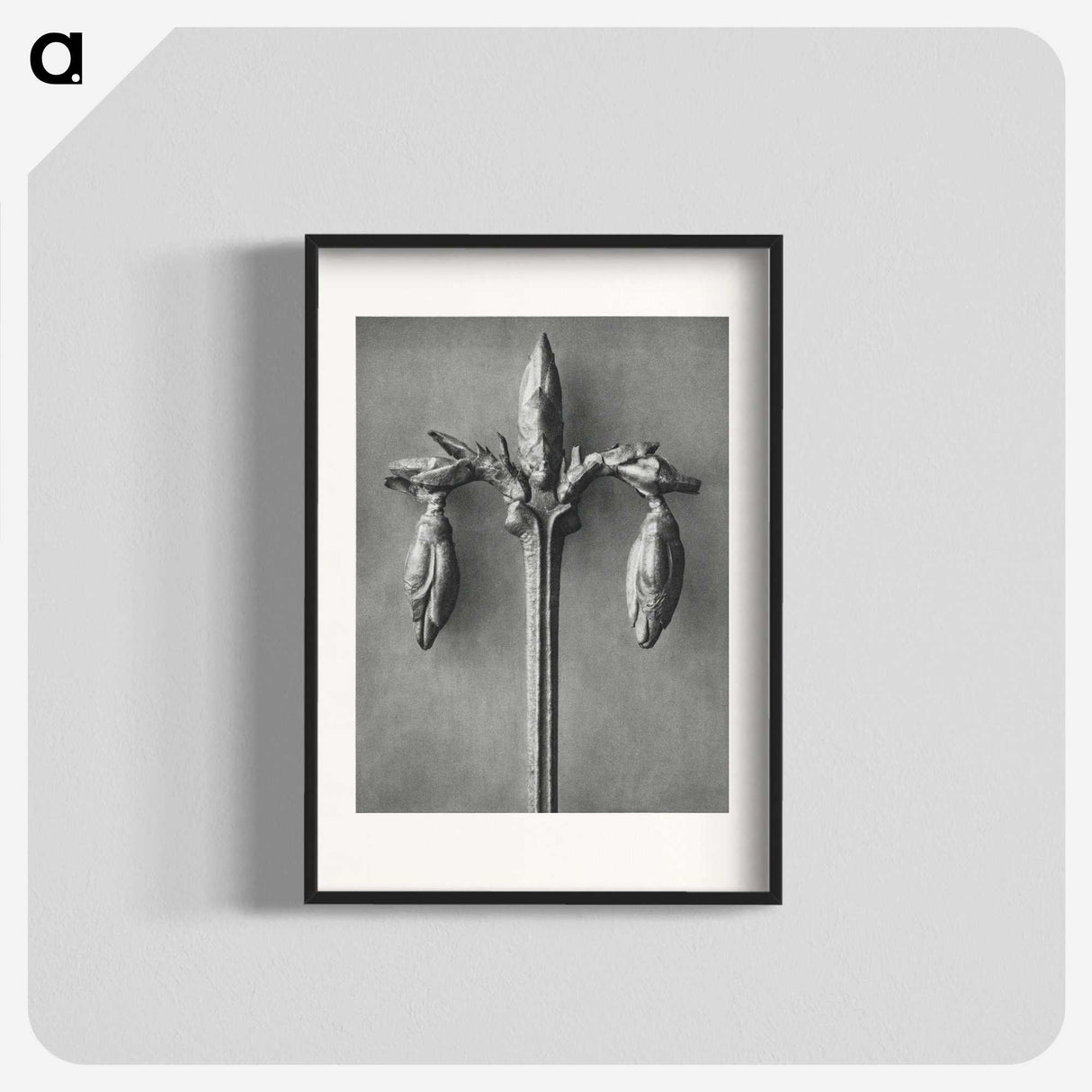 1-97_Karl-Blossfeldt_blk