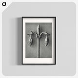 1-97_Karl-Blossfeldt_blk