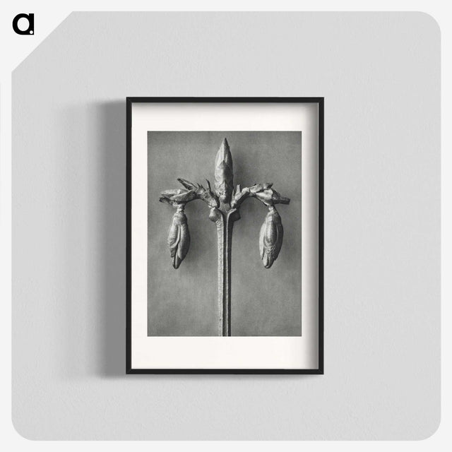 1-97_Karl-Blossfeldt_blk