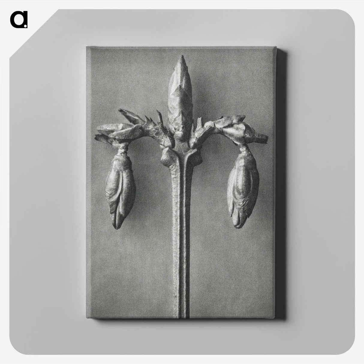 1-97_Karl-Blossfeldt_canvas