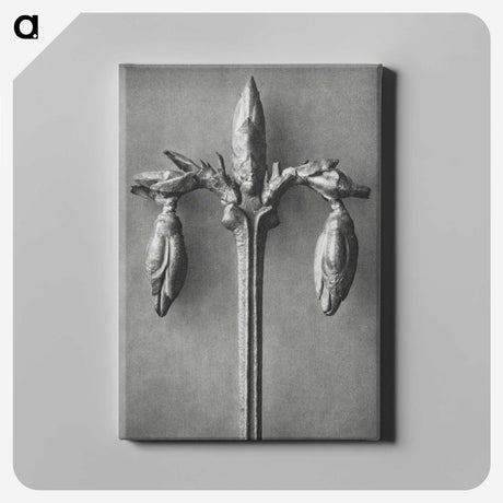 1-97_Karl-Blossfeldt_canvas