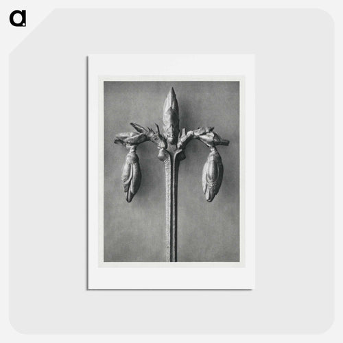 Forsythia Suspensa - カール ブロスフェルト Postcard.