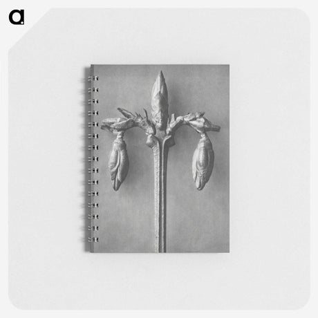 1-97_Karl-Blossfeldt_memo