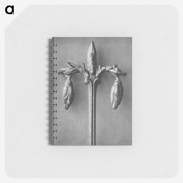 1-97_Karl-Blossfeldt_memo