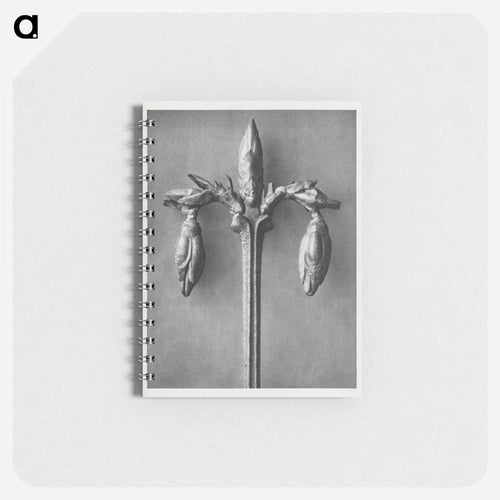 Forsythia Suspensa - Karl Blossfeldt Memo.