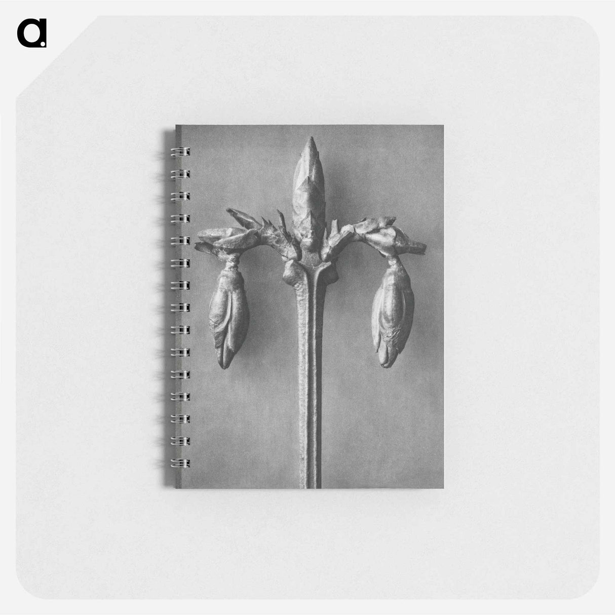 Forsythia Suspensa - カール ブロスフェルト Memo.