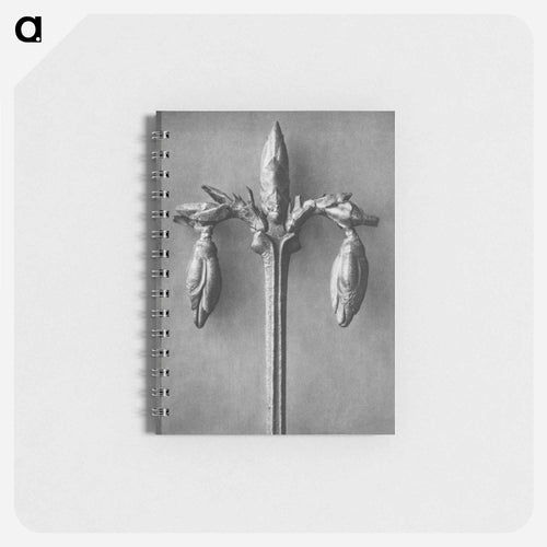 Forsythia Suspensa - カール ブロスフェルト Memo.