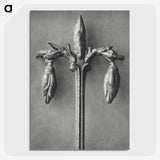 1-97_Karl-Blossfeldt_picture-crop