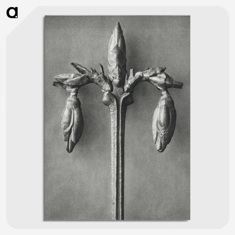 1-97_Karl-Blossfeldt_picture-crop