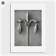 1-97_Karl-Blossfeldt_picture