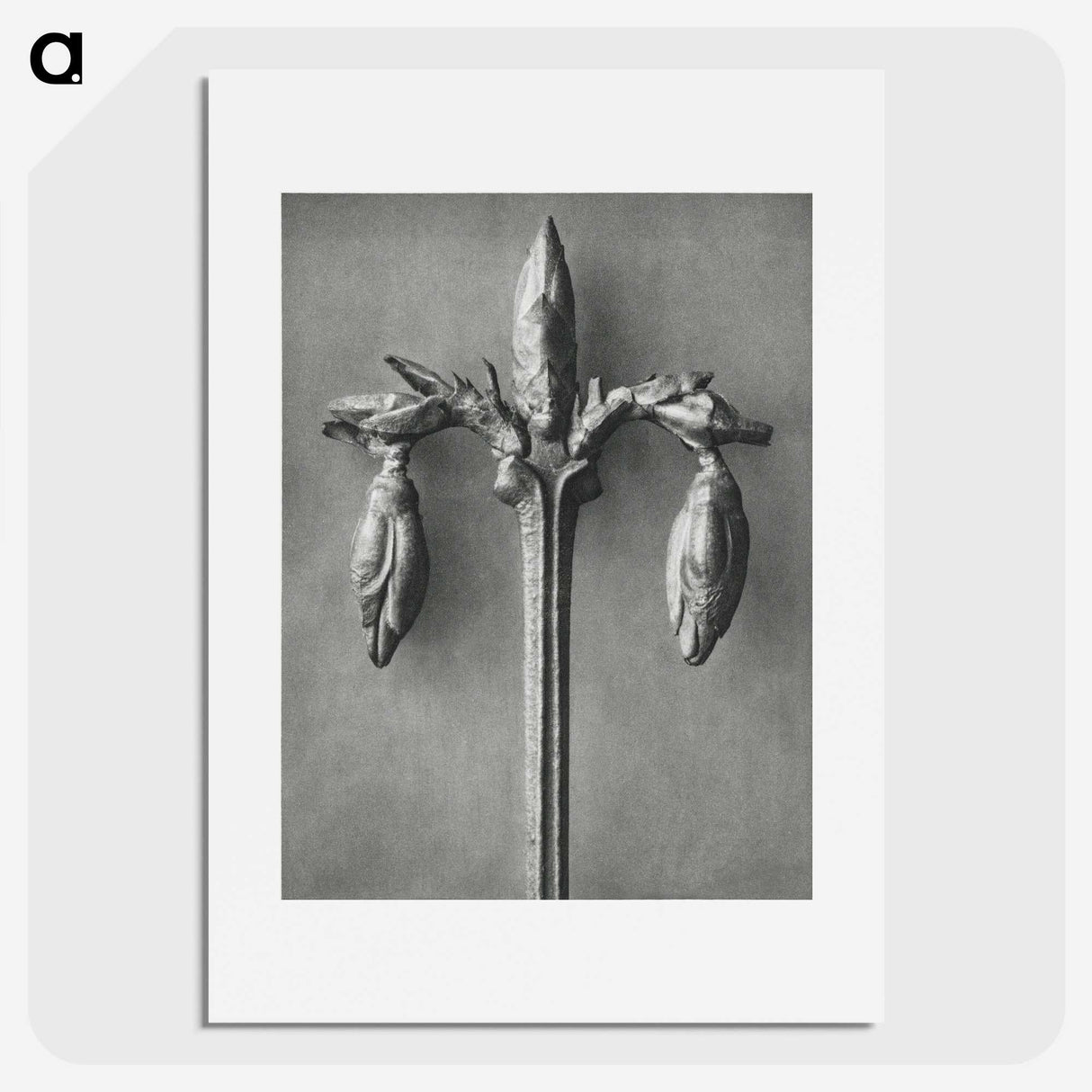 1-97_Karl-Blossfeldt_picture
