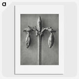 1-97_Karl-Blossfeldt_picture