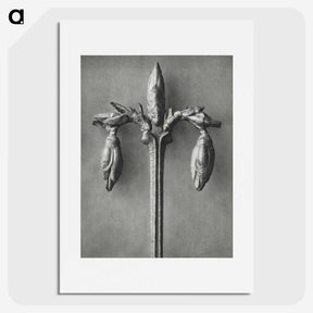 1-97_Karl-Blossfeldt_picture