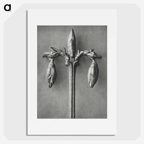 1-97_Karl-Blossfeldt_picture