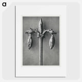 Forsythia Suspensa - Karl Blossfeldt Poster.