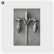 1-97_Karl-Blossfeldt_postcard