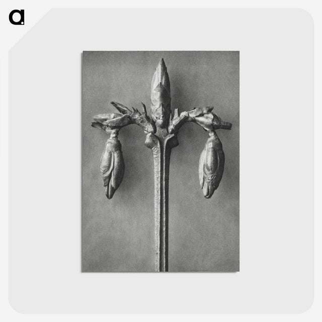 1-97_Karl-Blossfeldt_postcard