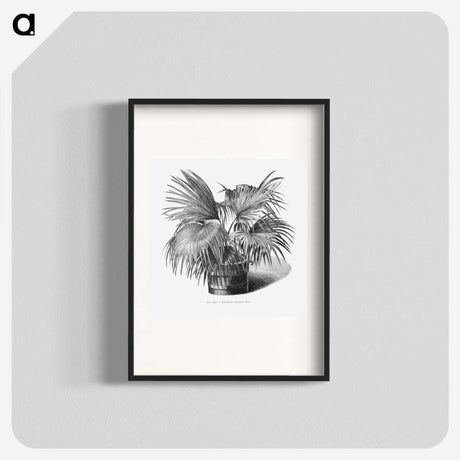 1-97_Les-Palmiers-Histoire-Iconographique_blk