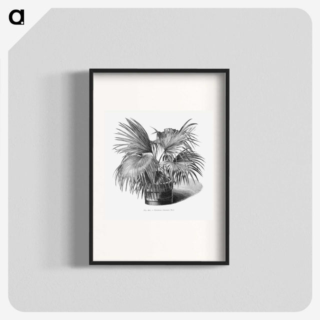 1-97_Les-Palmiers-Histoire-Iconographique_blk