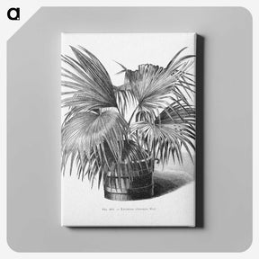1-97_Les-Palmiers-Histoire-Iconographique_canvas