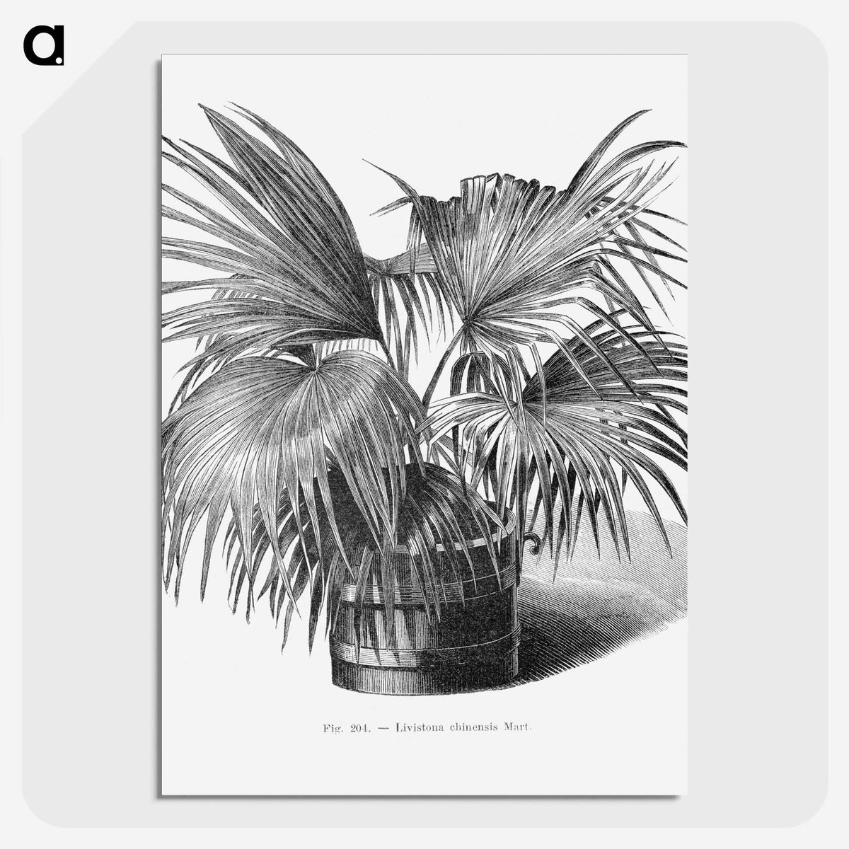 1-97_Les-Palmiers-Histoire-Iconographique_picture-crop