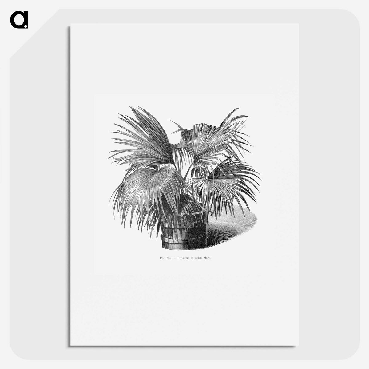 1-97_Les-Palmiers-Histoire-Iconographique_picture