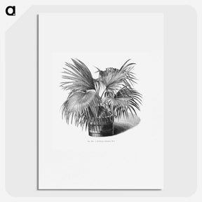 1-97_Les-Palmiers-Histoire-Iconographique_picture