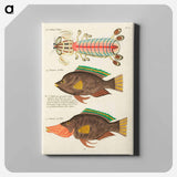 アートパネル-Moluccan Fishes
 - ルイ ルナール Canvas.