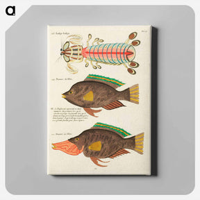 アートパネル-Moluccan Fishes
 - ルイ ルナール Canvas.