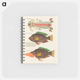 Moluccan Fishes
 - ルイ ルナール Memo.