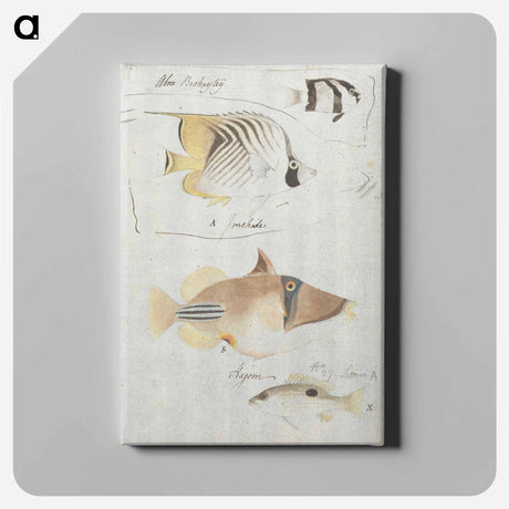 アートパネル-Four Fish
 - ルイージ バルガーニ Canvas.