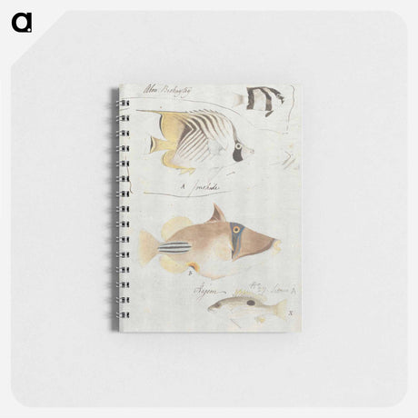 アートメモ帳-Four Fish
 - ルイージ バルガーニ Memo.