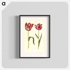 アートポスター-Tulipa gesneriana
 - マリア ジビーラ メーリアン Poster.