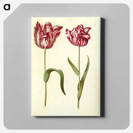 1-97_Maria-Sibylla-Merian_canvas