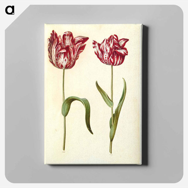 アートパネル-Tulipa gesneriana
 - マリア ジビーラ メーリアン Canvas.