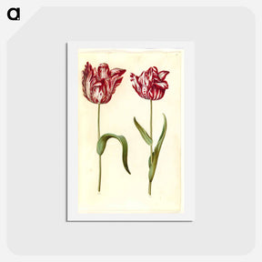 アートポストカード-Tulipa gesneriana
 - マリア ジビーラ メーリアン Postcard.