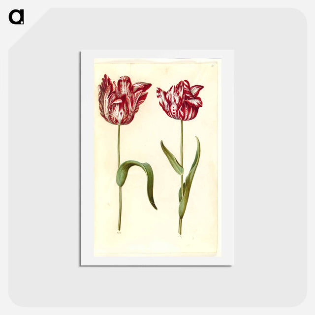 アートポストカード-Tulipa gesneriana
 - マリア ジビーラ メーリアン Postcard.